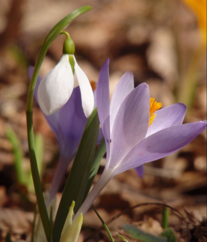 Crocus Chrysanthus and Galanthus Elwesii