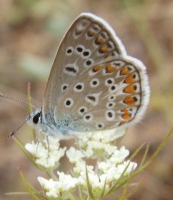 Polyommatus Icarus