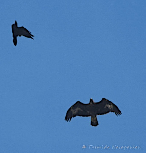 Aquila Chrysaetos  and Corvus Corax